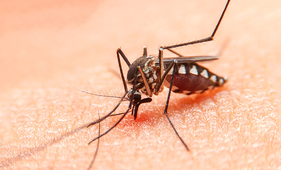 What are the Benefits of a Mosquito Control Program?