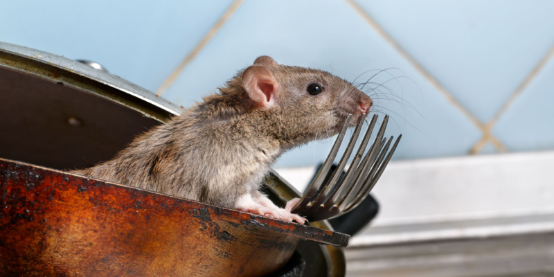 Rodent Control Experts in Gulf Shores, AL