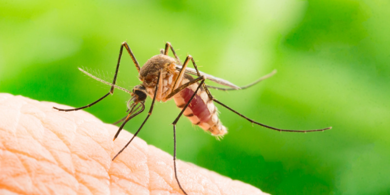 Mosquito Elimination and Prevention in Orange Beach, AL