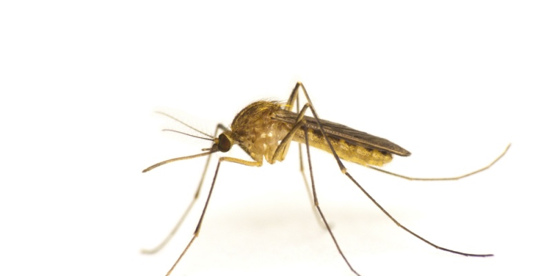 Mosquito Control Experts in Gulf Shores, AL