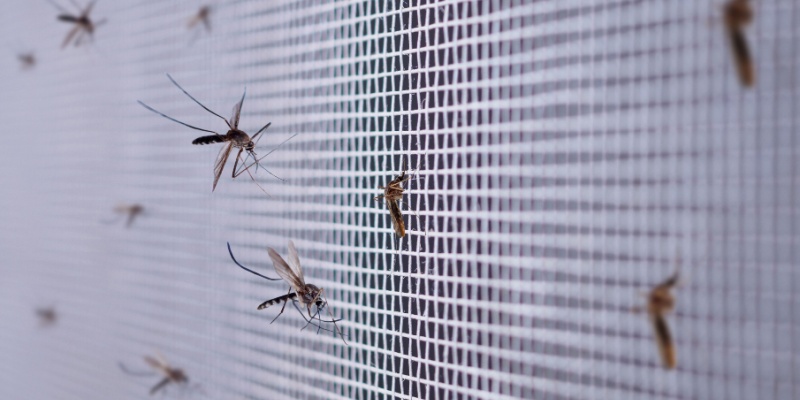 Protect Your Orange Beach, AL Home from Mosquitoes